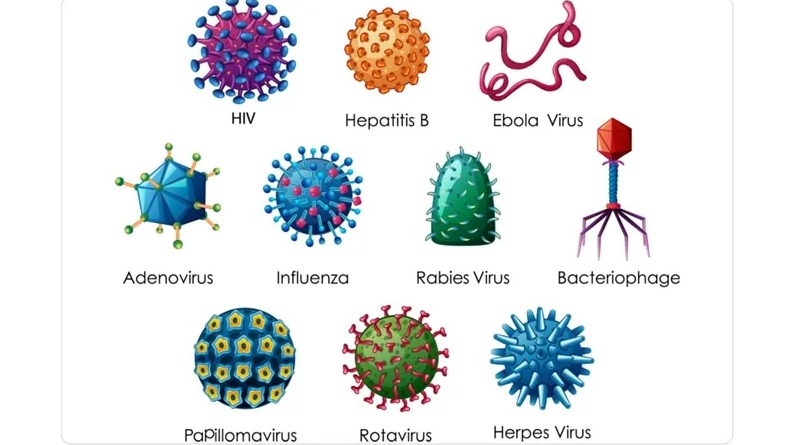 How can viruses be recognised, classified, and diagnosed?